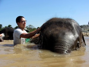 Elephants numero dos!