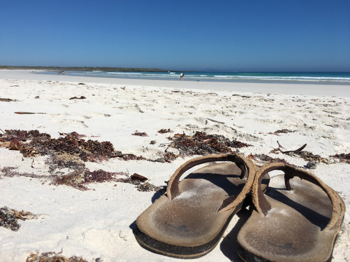 Wild Galapagos part&nbsp;two